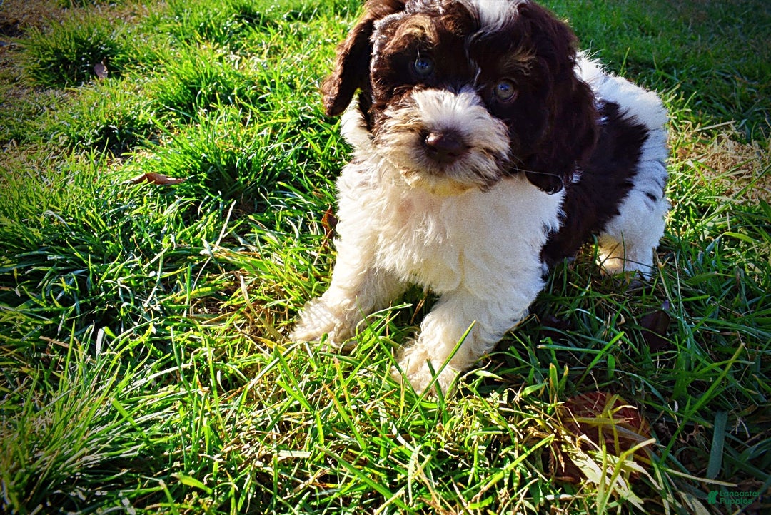 Havapoo dogs for sale: Presley - Ad 9