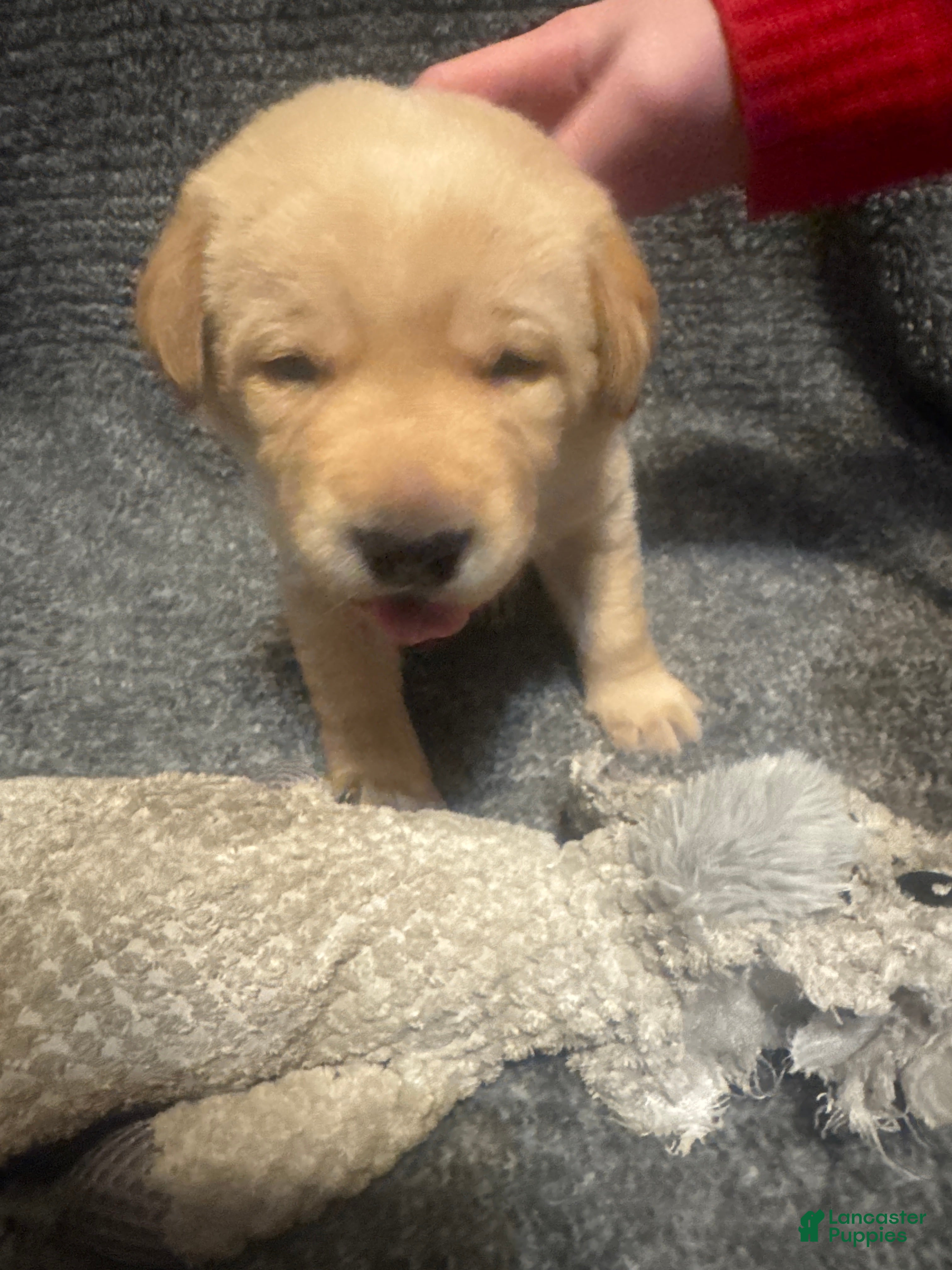 Labrador Retriever dogs for sale: Dark Blue - Ad 2