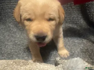 Labrador Retriever dogs for sale: Dark Blue - Ad 2