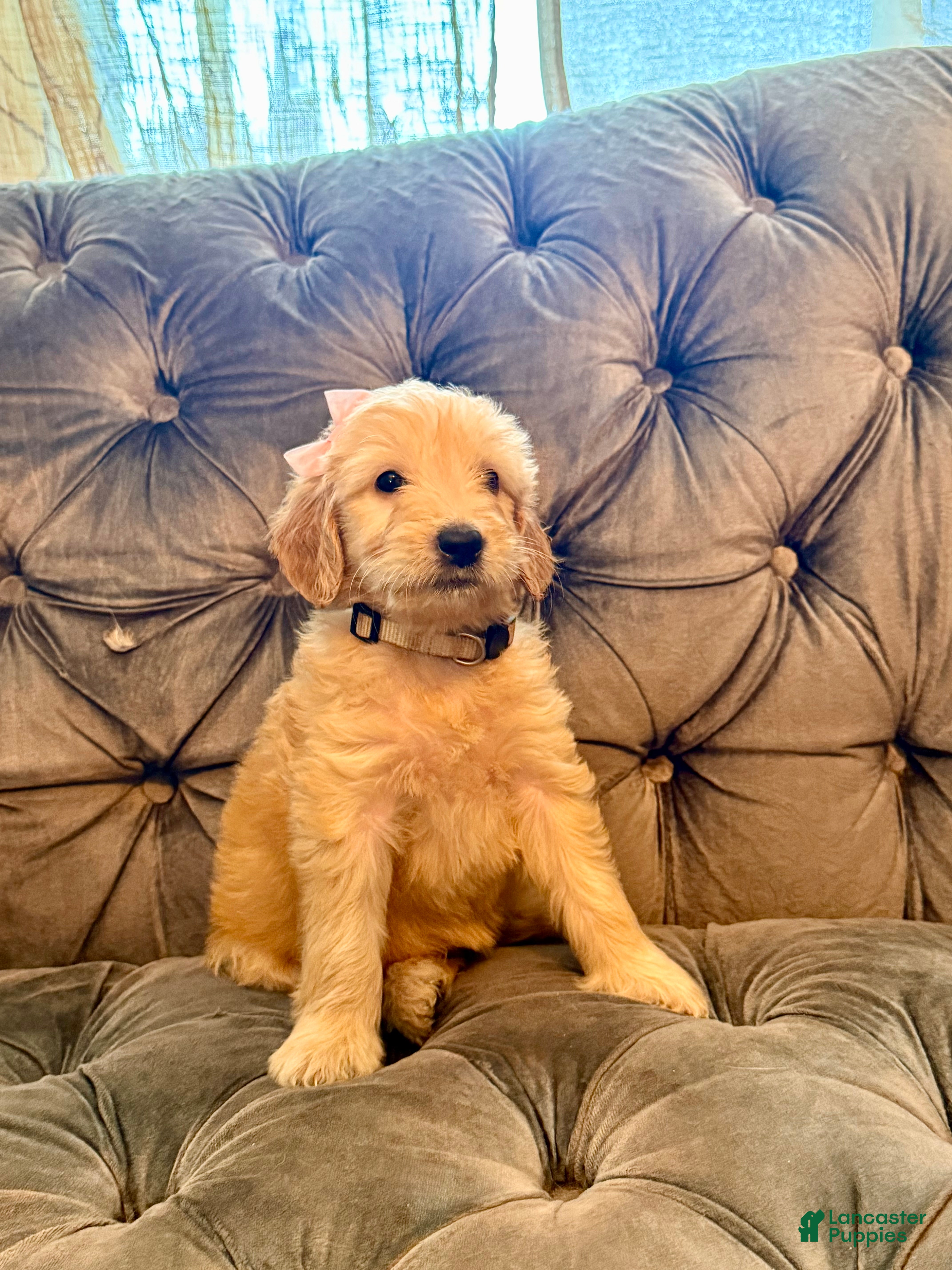 Goldendoodle dogs Beige - Ad 1