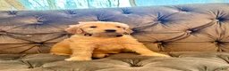 Goldendoodle dogs for sale: Beige - Ad 1