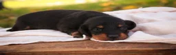 Miniature Dachshund dogs for sale: Lottie Miniature Dachshund  - Ad 6