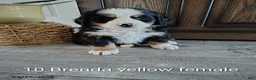 Bernese Mountain Dog dogs for sale: Brenda - Ad 1