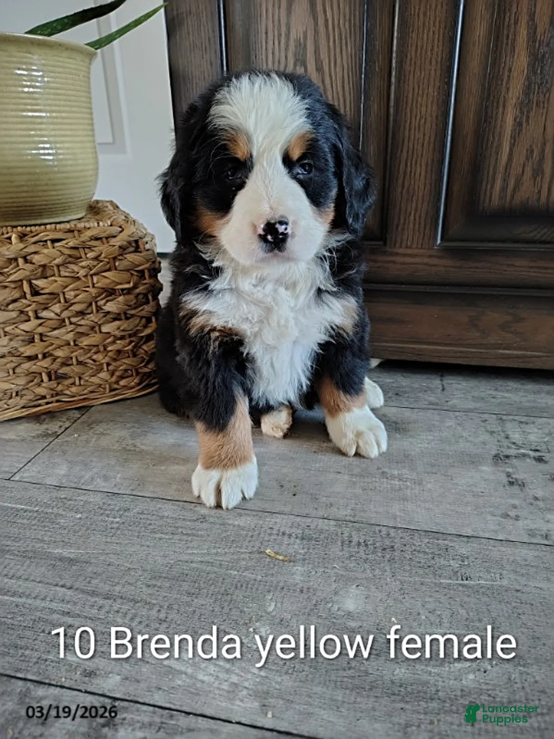 Bernese Mountain Dog dogs for sale: Brenda - Ad 1