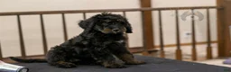 Bernedoodle dogs for sale: Olympic - Ready Now! - Ad 19