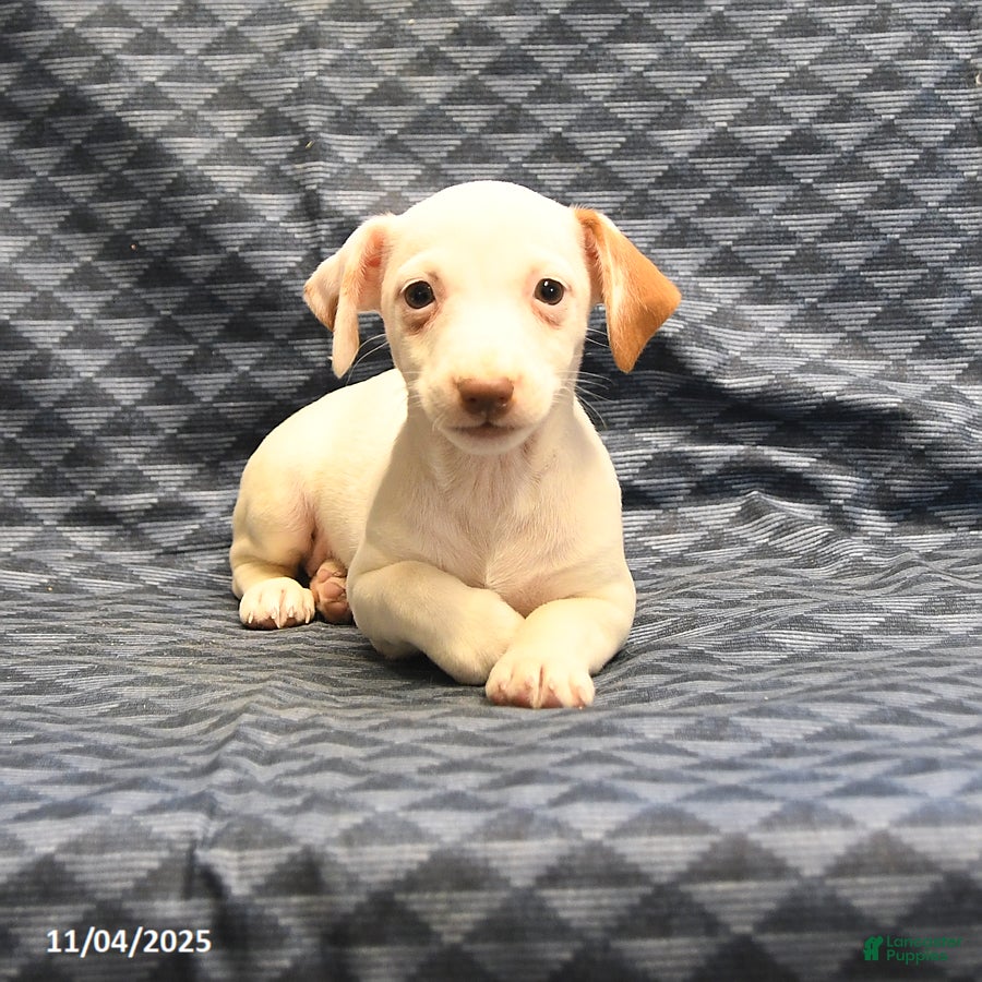 Jack Russell Terrier dogs Alice - Ad 2