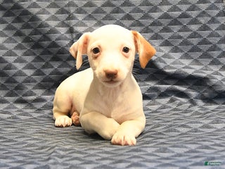 Jack Russell Terrier dogs Alice - Ad 19