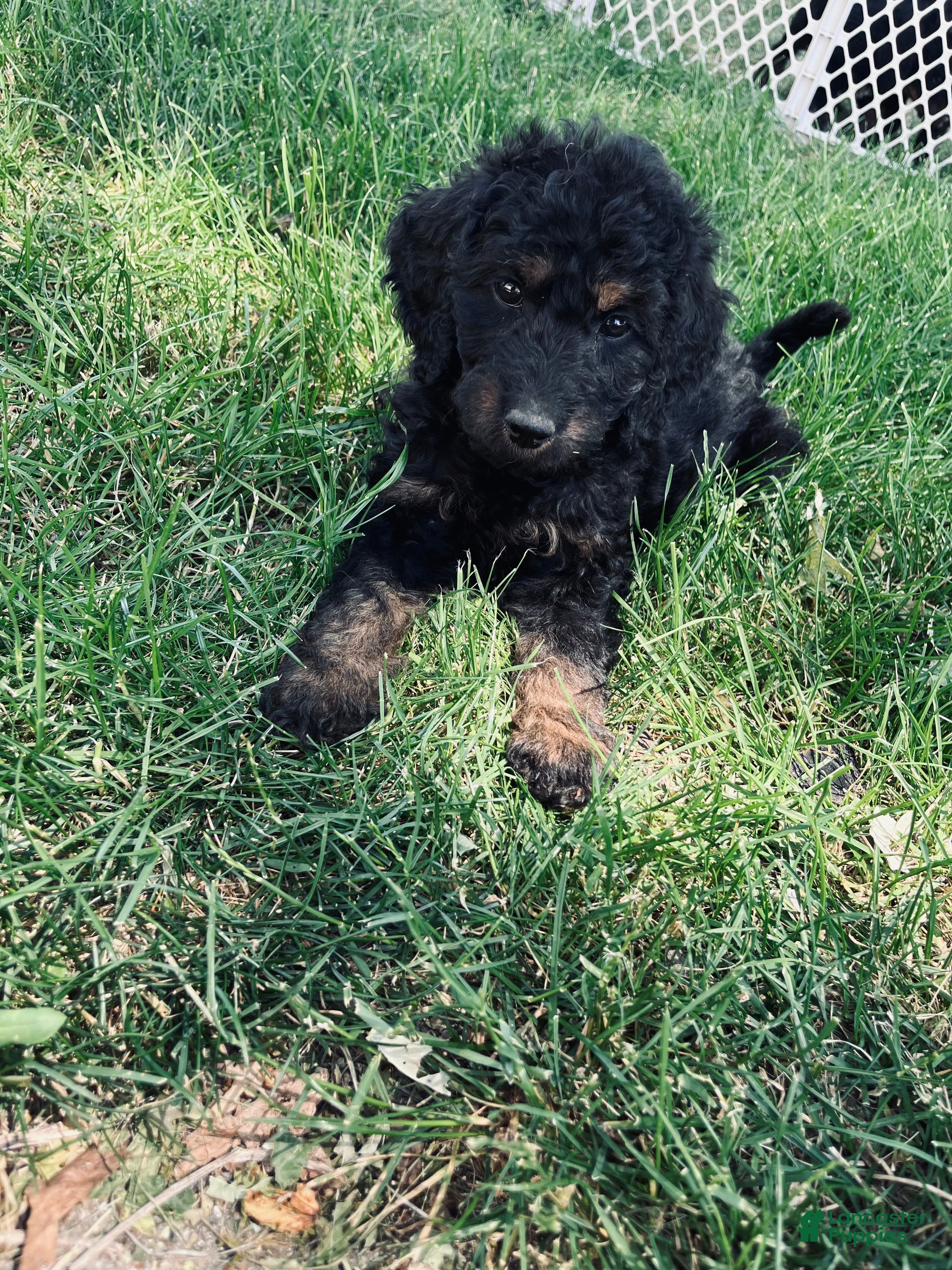 Goldendoodle dogs Purple  - Ad 2