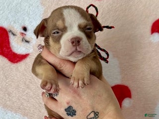 American Bully dogs Cali - Ad 42