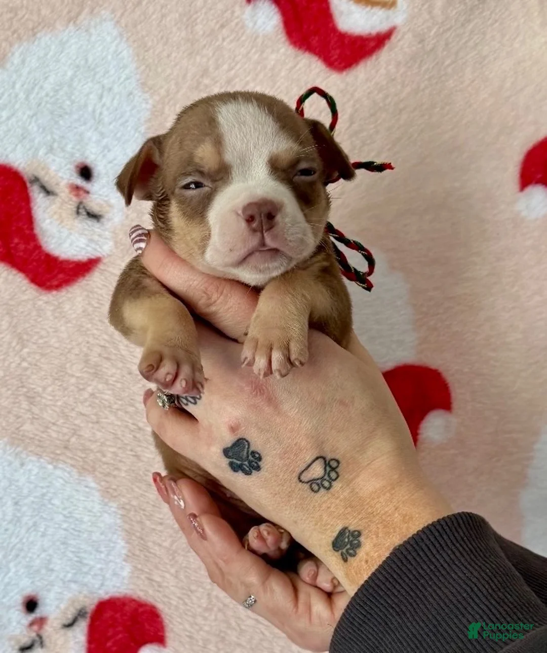 American Bully dogs for sale: Cali - Ad 9