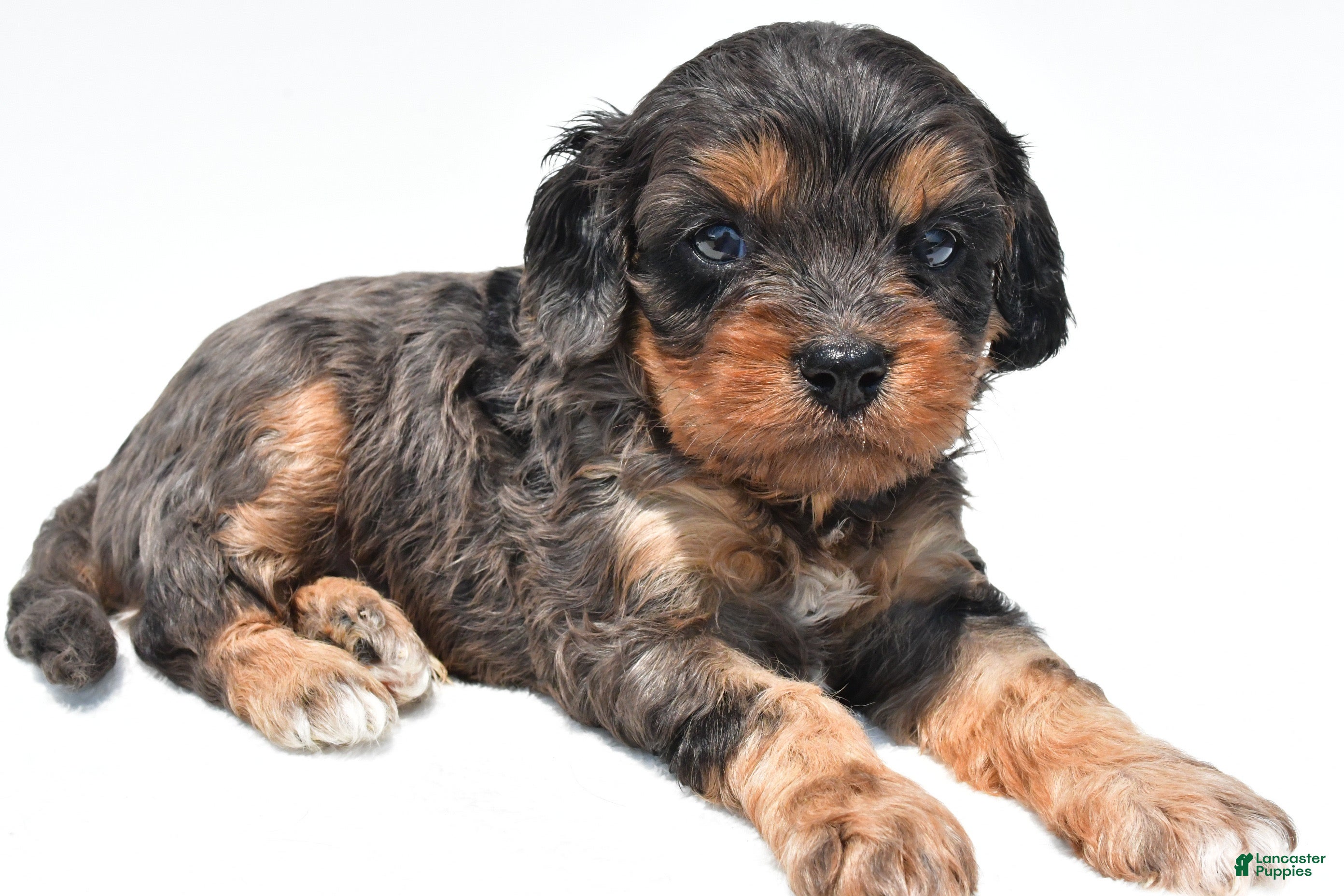 Cavapoo dogs Piper - Ad 2