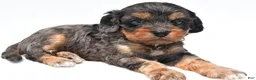 Cavapoo dogs for sale: Piper - Ad 2