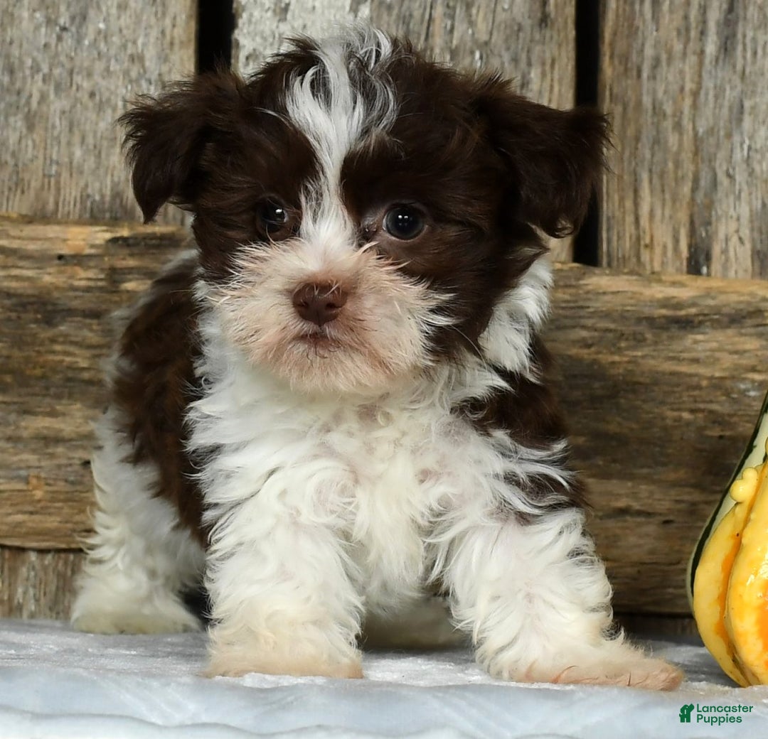 Havanese dogs for sale: Fritz - Ad 4
