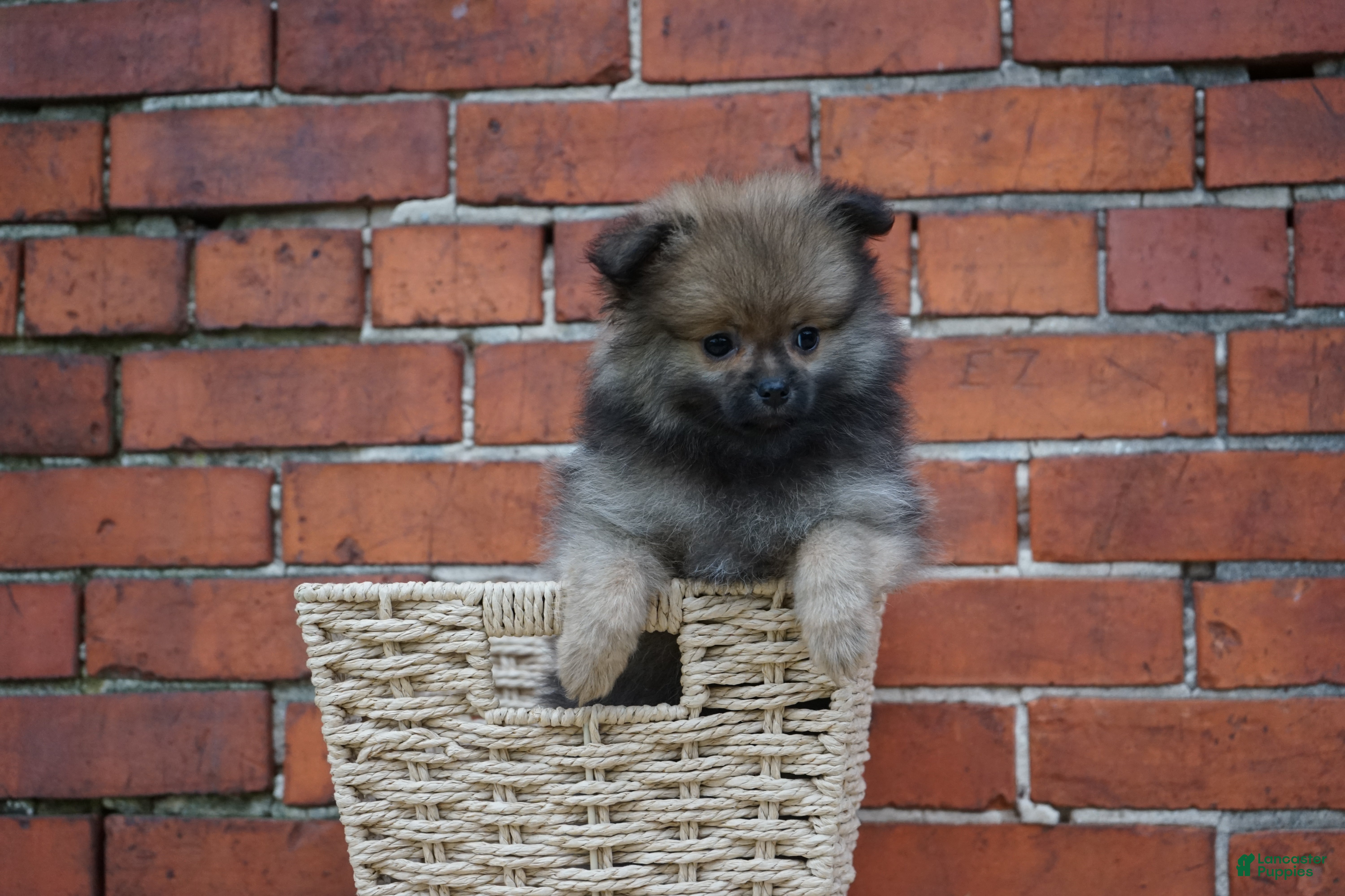 Pomeranian dogs Quinn  - Ad 1