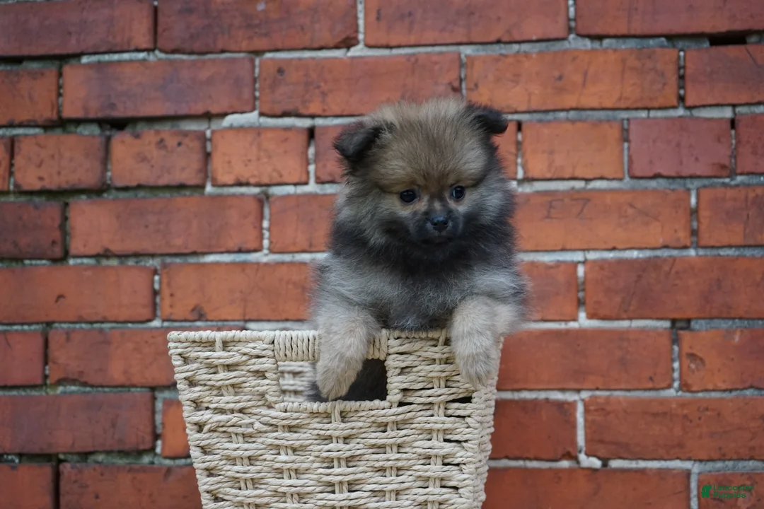 Pomeranian dogs for sale: Quinn  - Ad 1