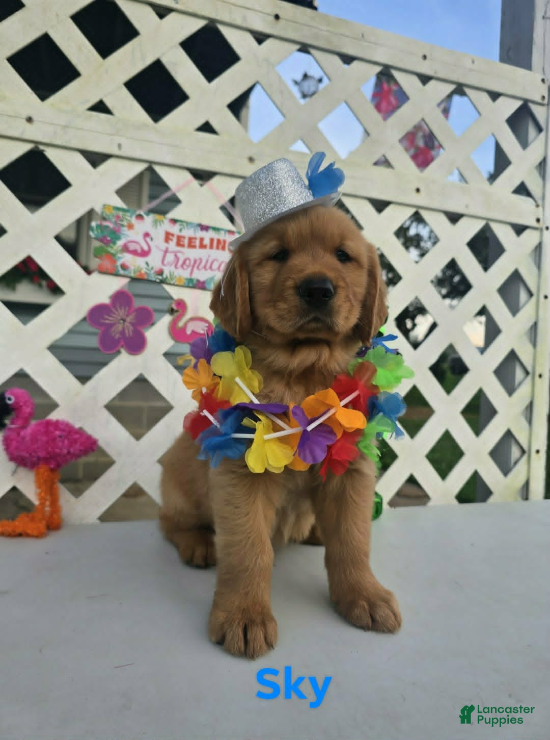 Golden Retriever dogs Sky - Ad 26