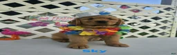 Golden Retriever dogs for sale: Sky - Ad 1