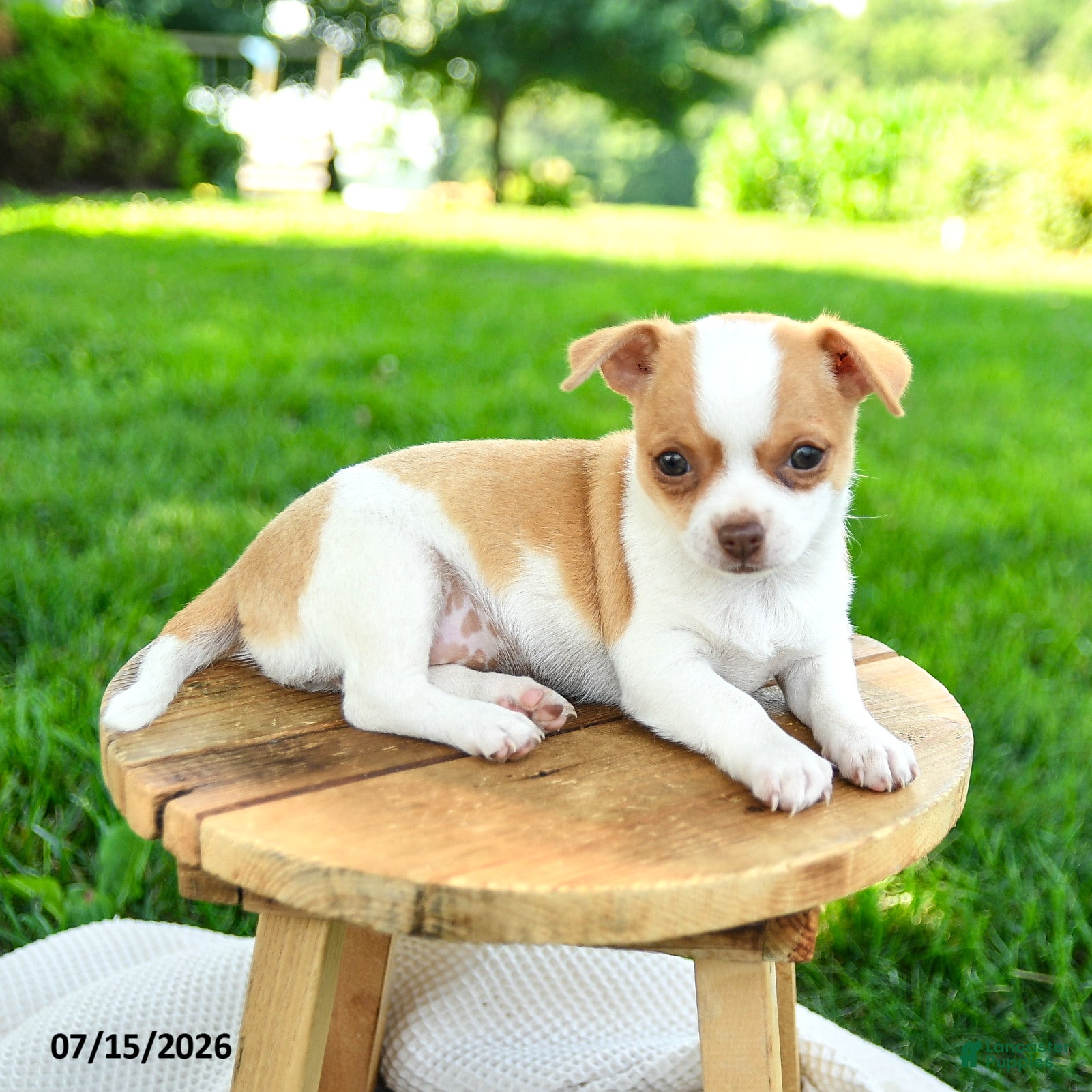 Chihuahua dogs Noelle - Ad 2