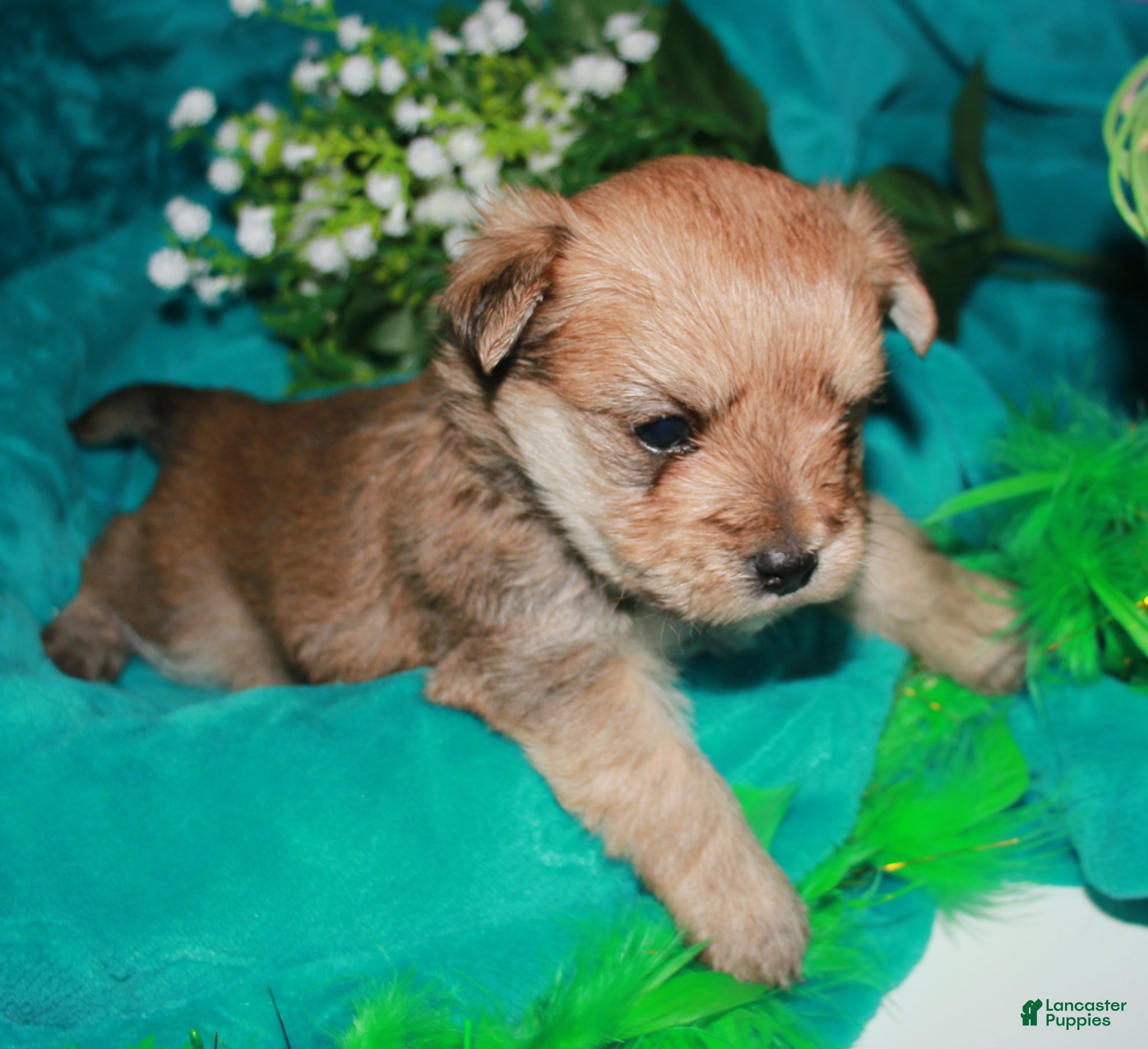 Morkie dogs Moses - Ad 2