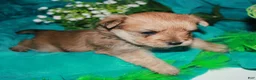 Morkie dogs for sale: Moses - Ad 9