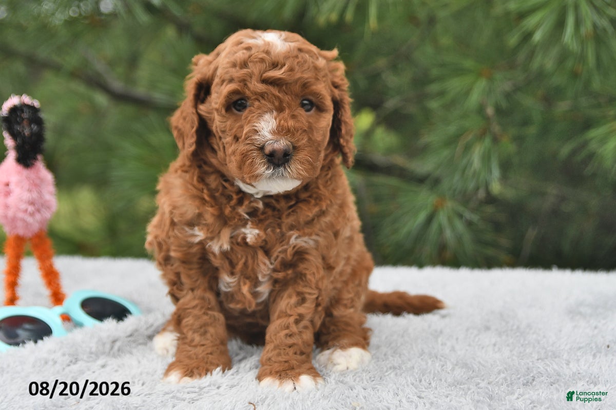 Mini Goldendoodle dogs Louie - Ad 1