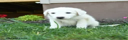 Maremma Sheepdog dogs for sale: Emmy - Ad 4