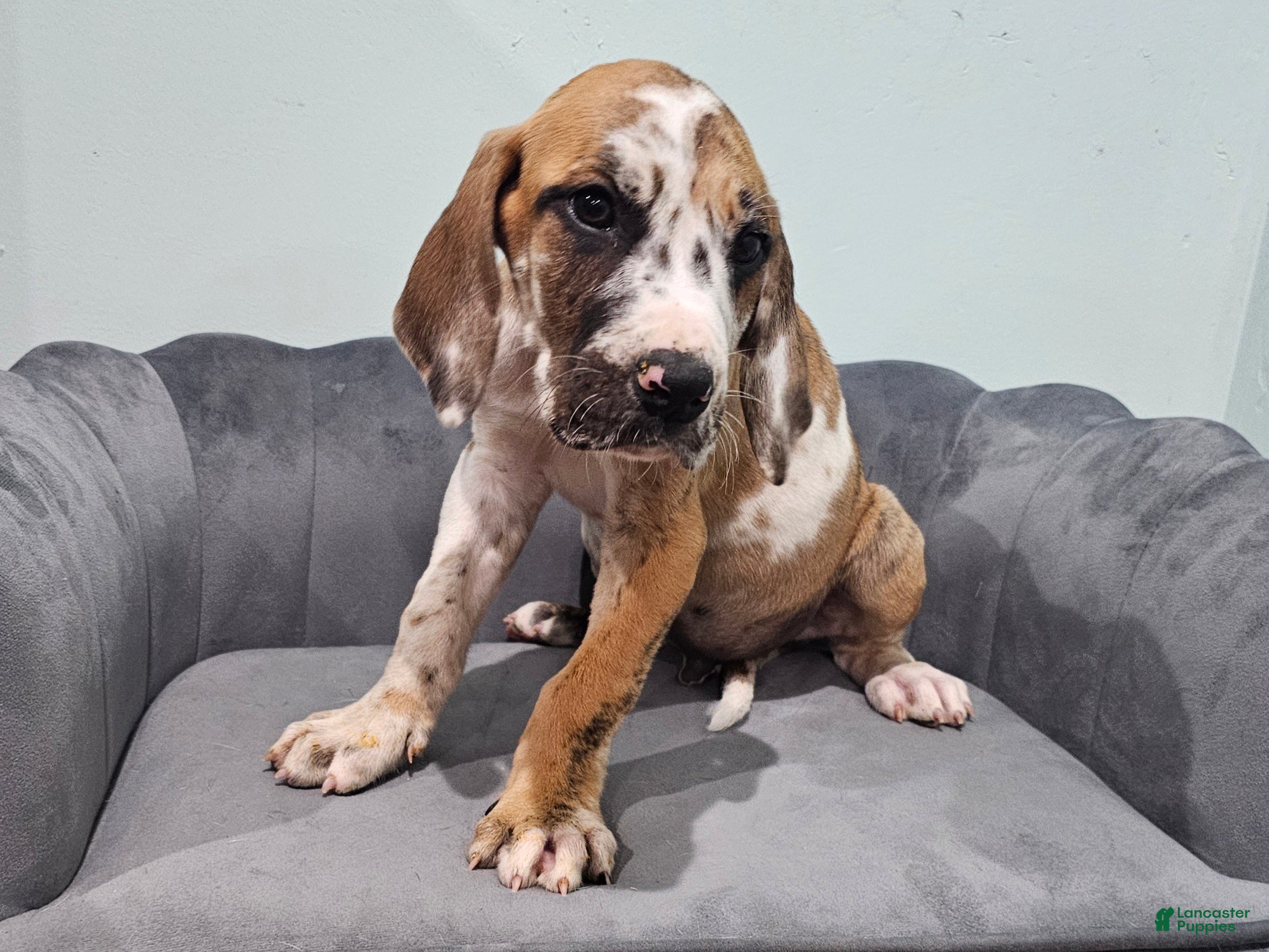Great Dane dogs Brindlequin (Rare Coat) - Ad 2