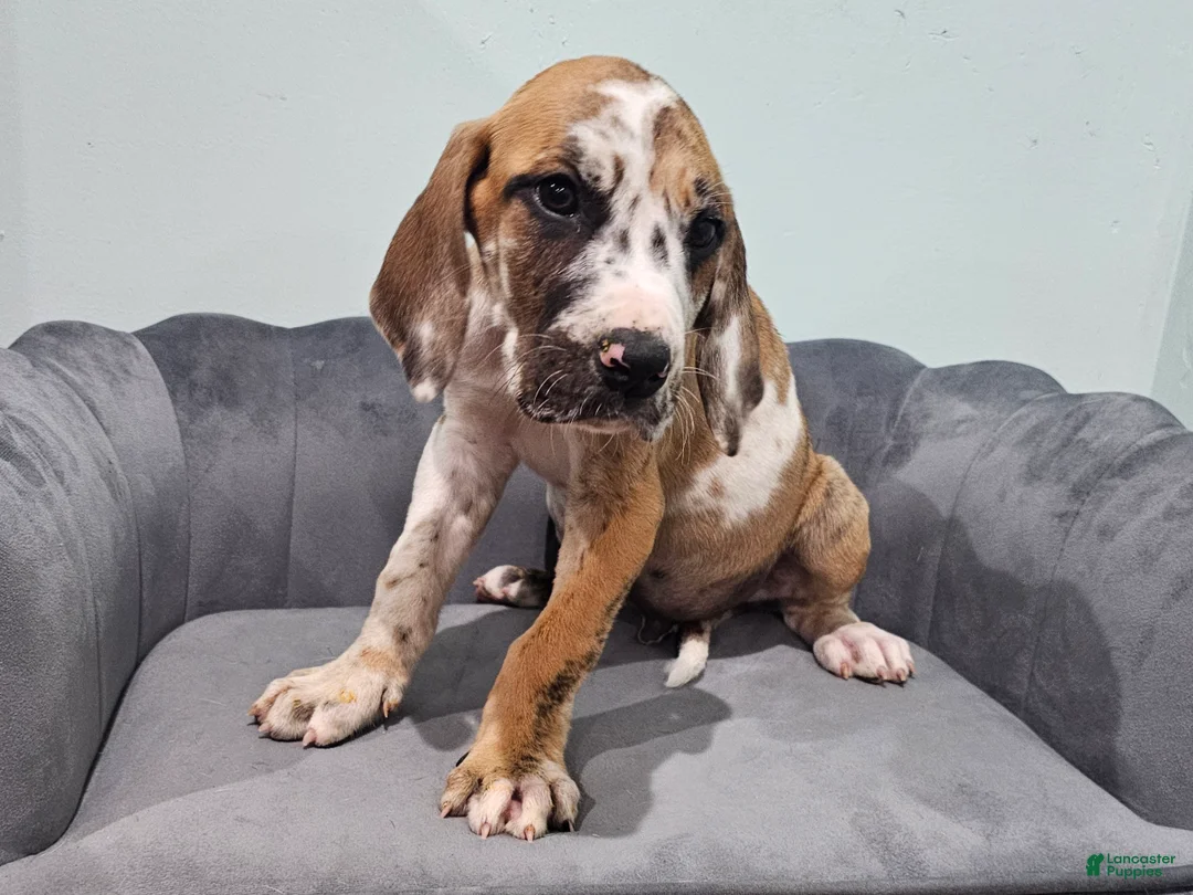 Great Dane dogs for sale: Brindlequin (Rare Coat) - Ad 2