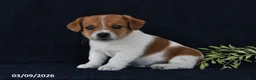 Jack Russell Terrier dogs for sale: Winslow - Ad 2