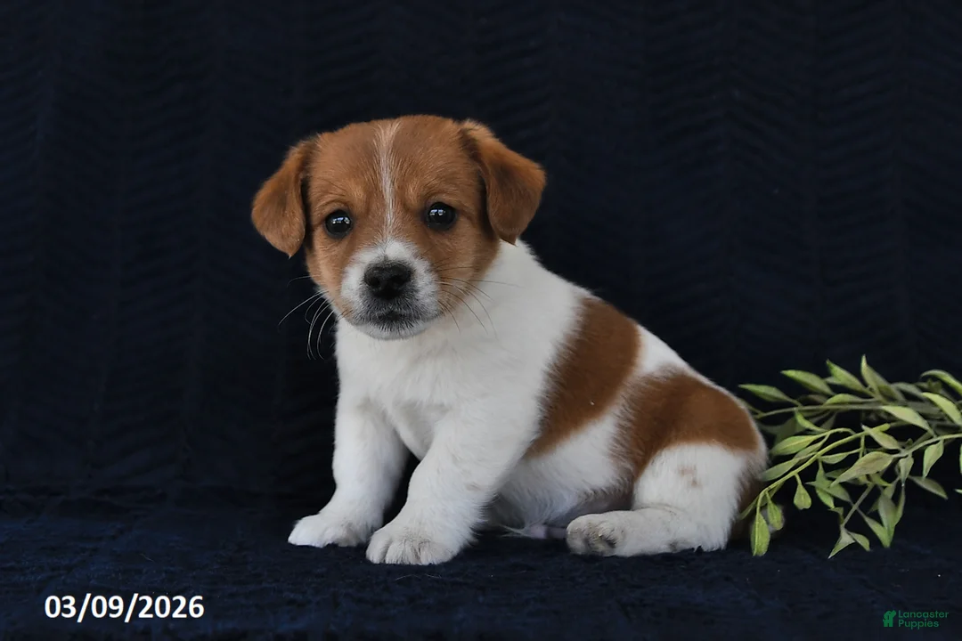 Jack Russell Terrier dogs for sale: Winslow - Ad 2