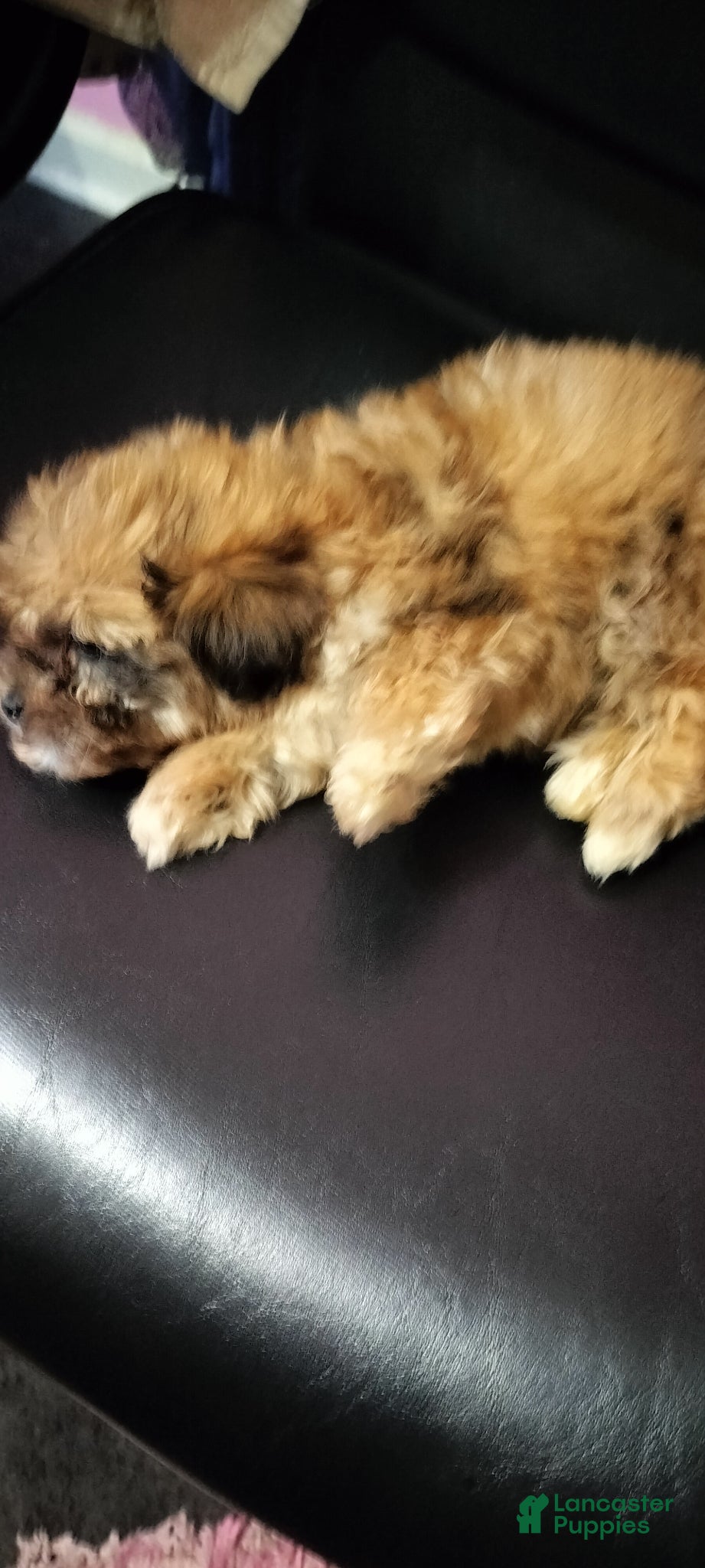Mixed Breed dogs Mixed Breed Puppy 2 - Ad 22