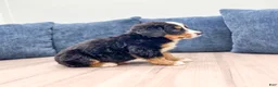 Bernese Mountain Dog dogs for sale: Jette - Ad 3