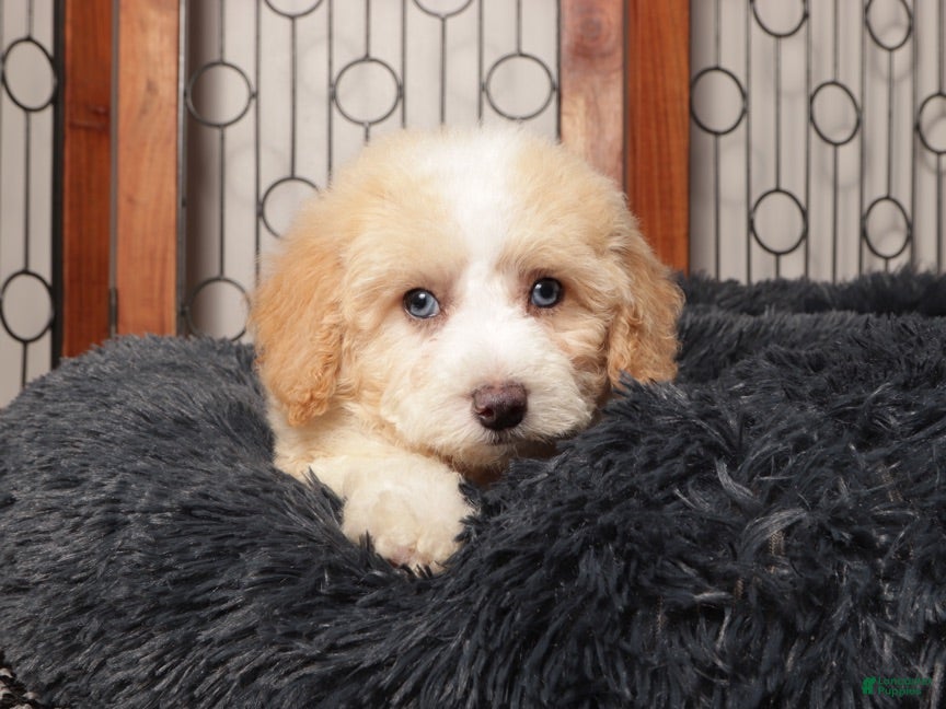 Maltipoo dogs Zeke -  - Ad 1
