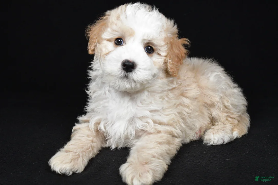Bernedoodle dogs for sale: Reese - Ad 2