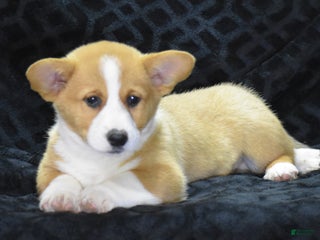 Welsh Corgi Pembroke dogs Mars - Ad 8