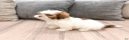 Shih Tzu dogs for sale: Camp - Ad 4
