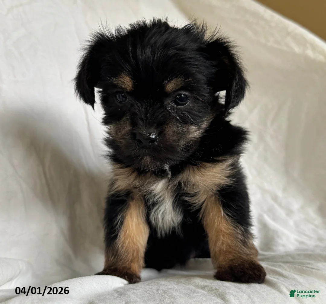 Mixed Breed dogs for sale: Kari - Ad 5