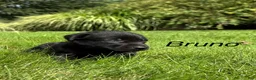 Labrador Retriever dogs for sale: Bruno - Ad 11