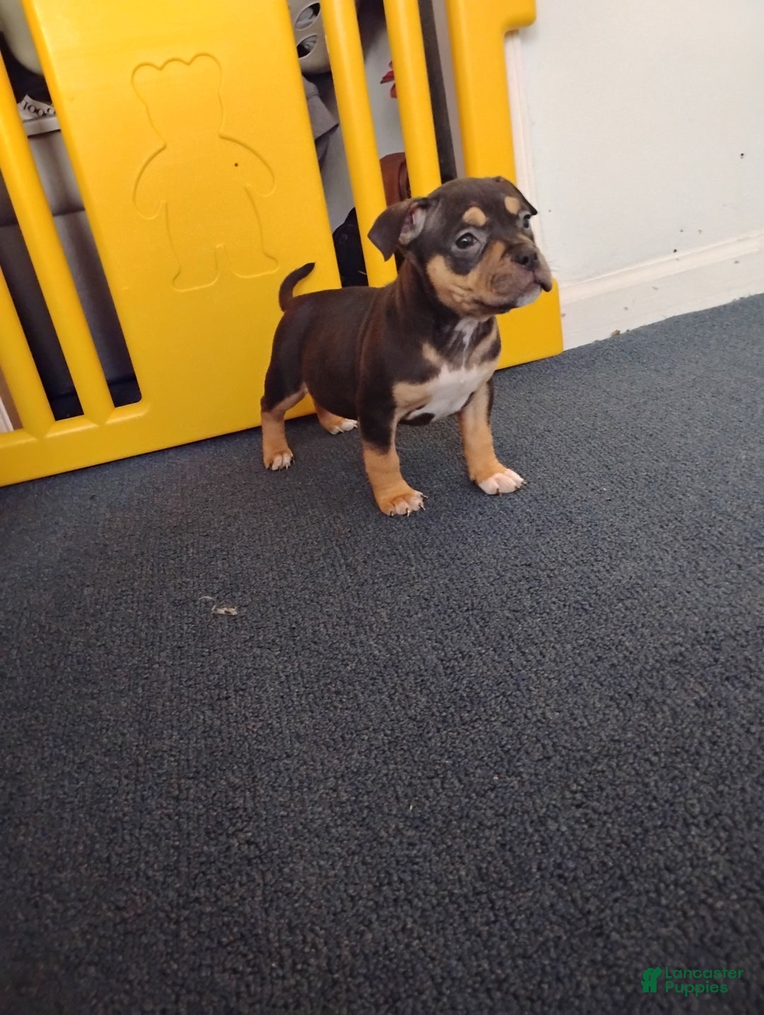 American Bully dogs for sale: Dutches - Ad 5