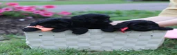 Doxiepoo dogs for sale: Ashley - Ad 5