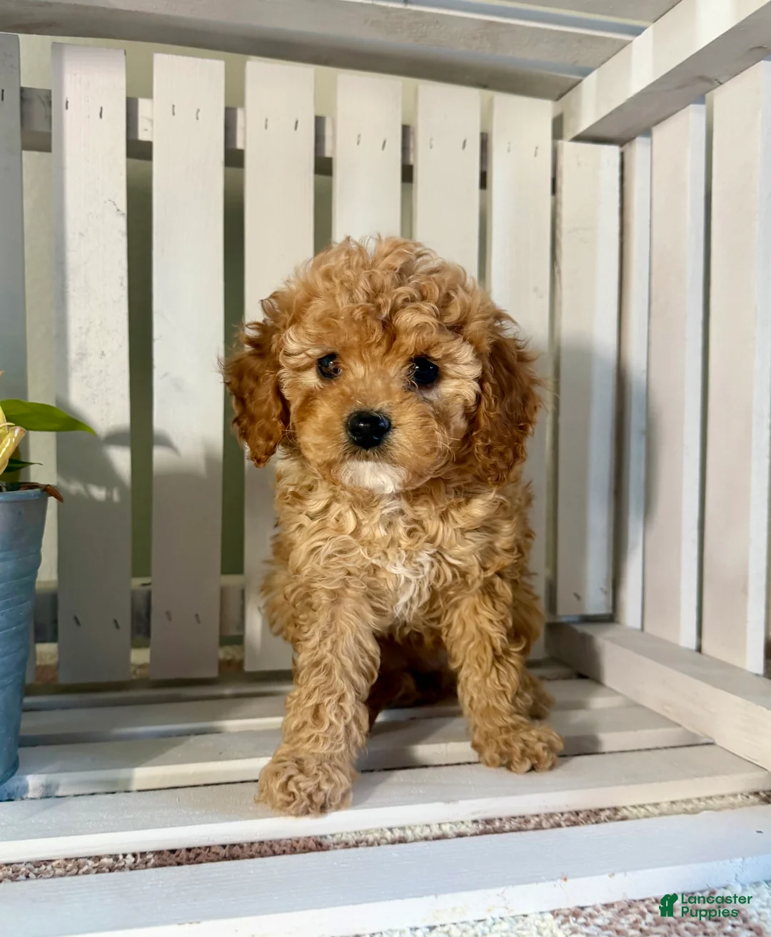Cavapoo dogs for sale: Chole - Ad 2