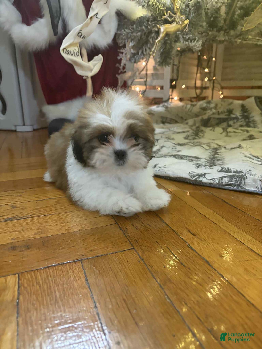 Shih Tzu dogs for sale: Lightening - Ad 2