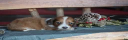 Dachshund dogs for sale: Tinsel - Ad 3