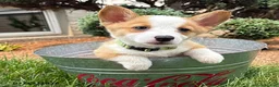 Welsh Corgi Pembroke dogs for sale: Georgia - Ad 2