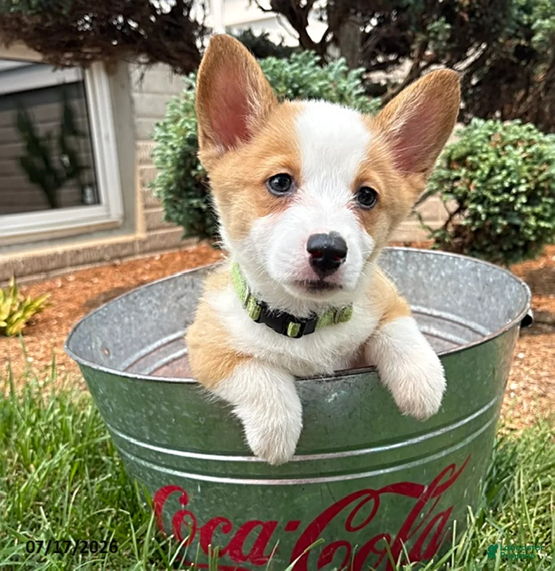 Welsh Corgi Pembroke dogs for sale: Georgia - Ad 2
