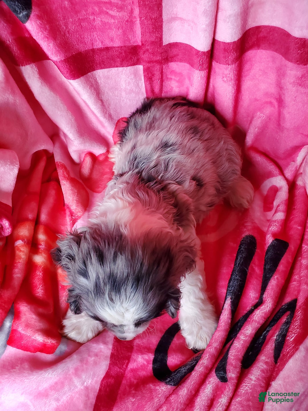 Cocker Spaniel dogs for sale: Rowan - Ad 3