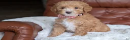 Mini Goldendoodle dogs for sale: Waffle - Ad 4