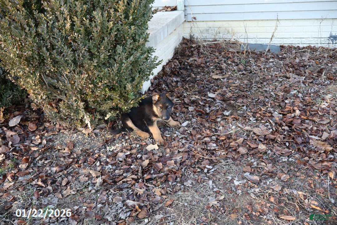 German Shepherd dogs for sale: Daisy - Ad 3