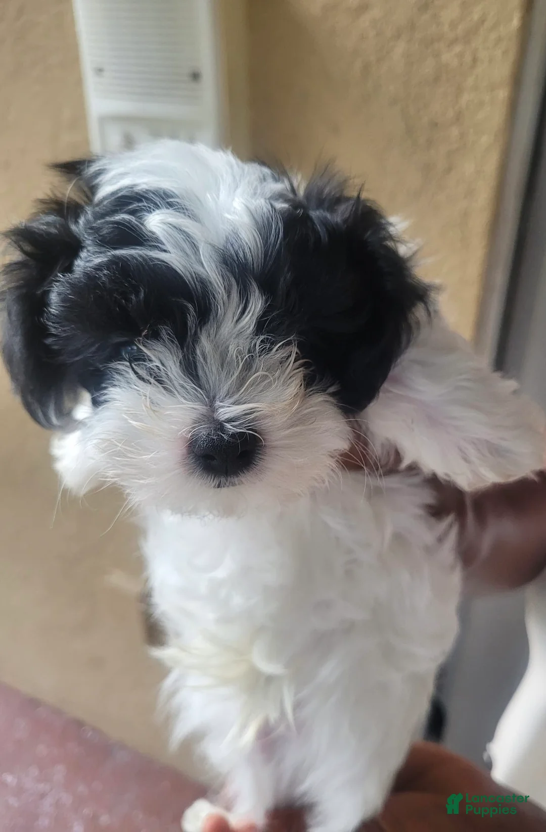 Yorkshire Terrier dogs for sale: Yorkshire Terrier 4 - Ad 1