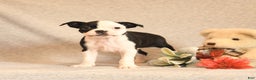 Boston Terrier dogs for sale: Smores - Ad 4